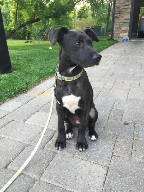 Labrador Retriever & Staffordshire Bull Terrier Mix