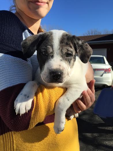 English Bulldog & Catahoula Leopard Dog Mix