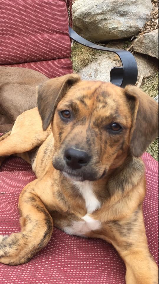 Catahoula Leopard Dog & Plott Mix