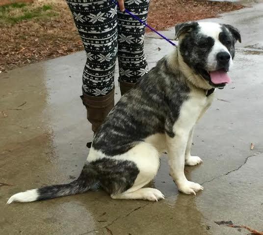 Saint Bernard Bull Terrier Mix St Bernard Pitbull Mix