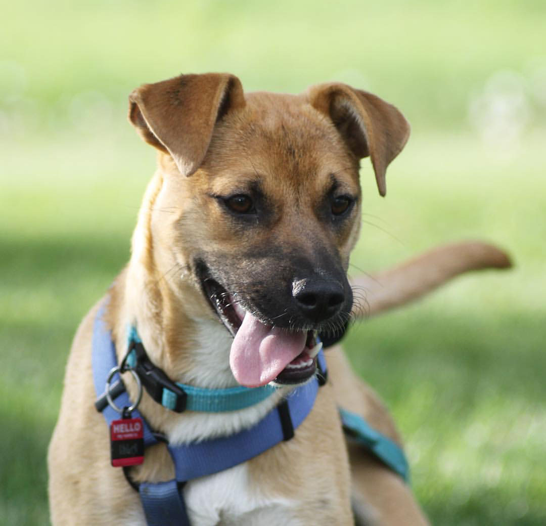 Mastiff & Labrador Retriever Mix