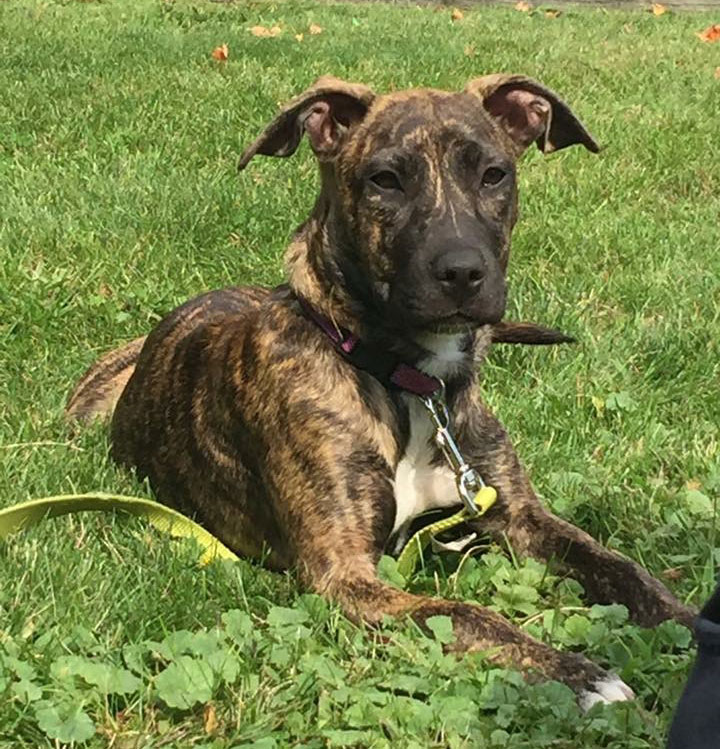 American Staffordshire Terrier & Labrador Retriever Mix