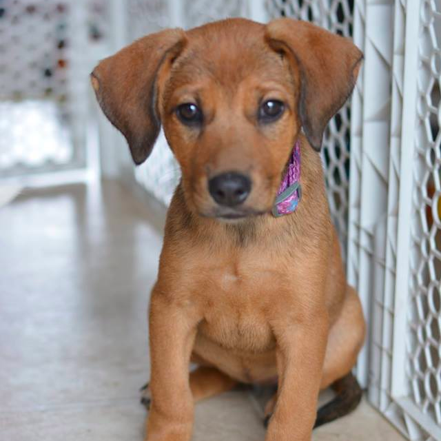 Redbone Coonhound & Vizsla Mix