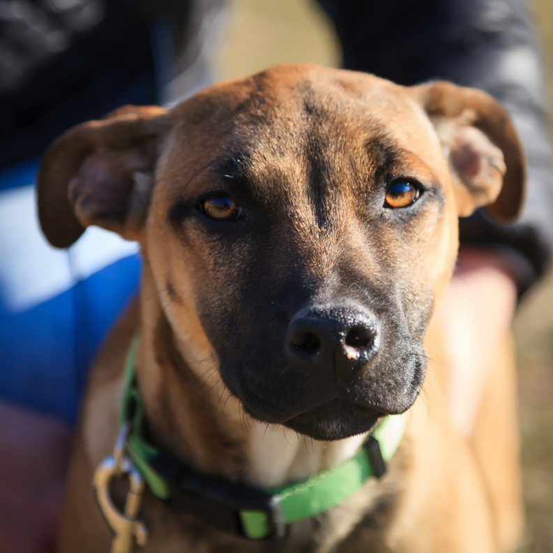 Shepherd & Staffordshire Bull Terrier Mix