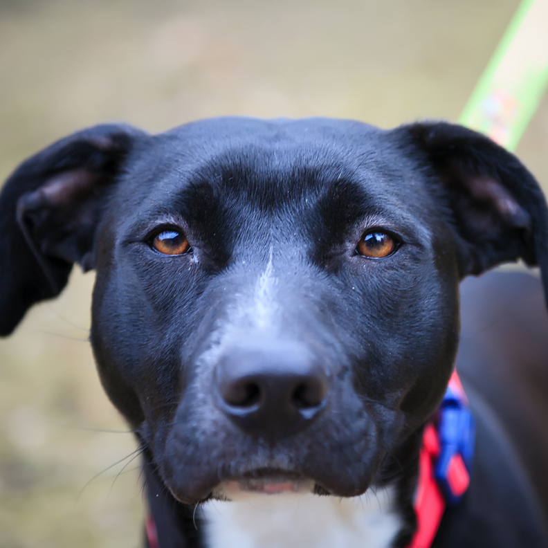 Labrador Retriever & Pit Bull Terrier Mix