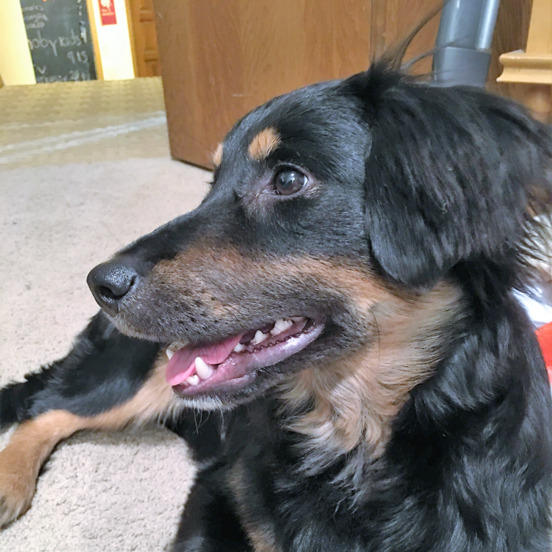 Golden Retriever & English Setter Mix