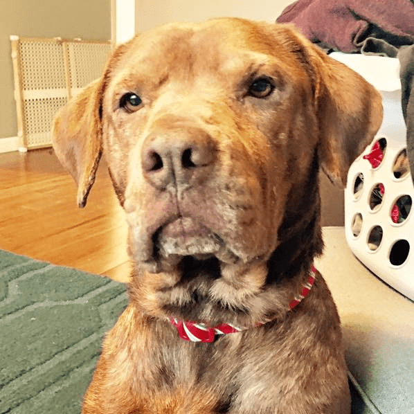 Labrador Retriever & American Bulldog Mix