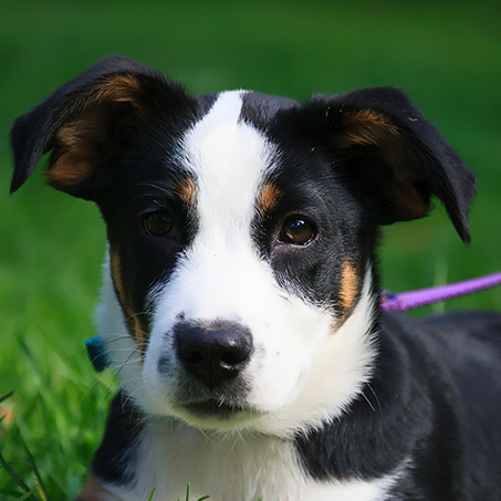 Cardigan Welch Corgi & Bernese Mountain Dog Mix