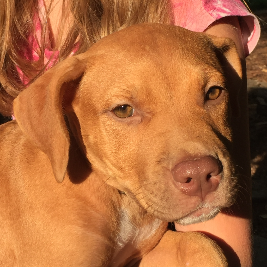 Pit Bull Terrier & Vizsla Mix