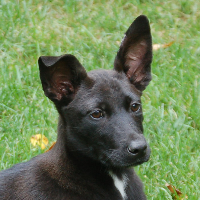 Shepherd & Labrador Retriever Mix