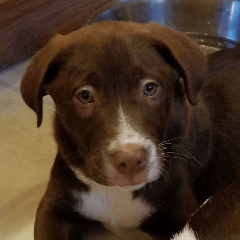 Labrador Retriever & Australian Shepherd Mix