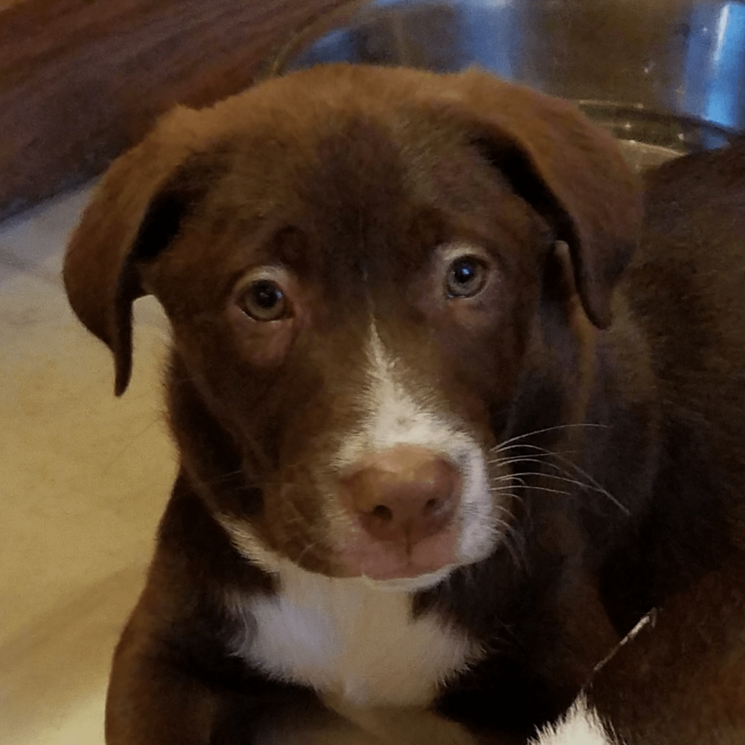 Labrador Retriever Australian Shepherd Mix   2158 1080x1080 