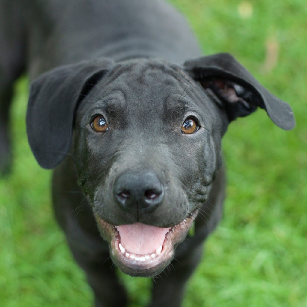 Labrador Retriever & Chinese Shar-Pei Mix