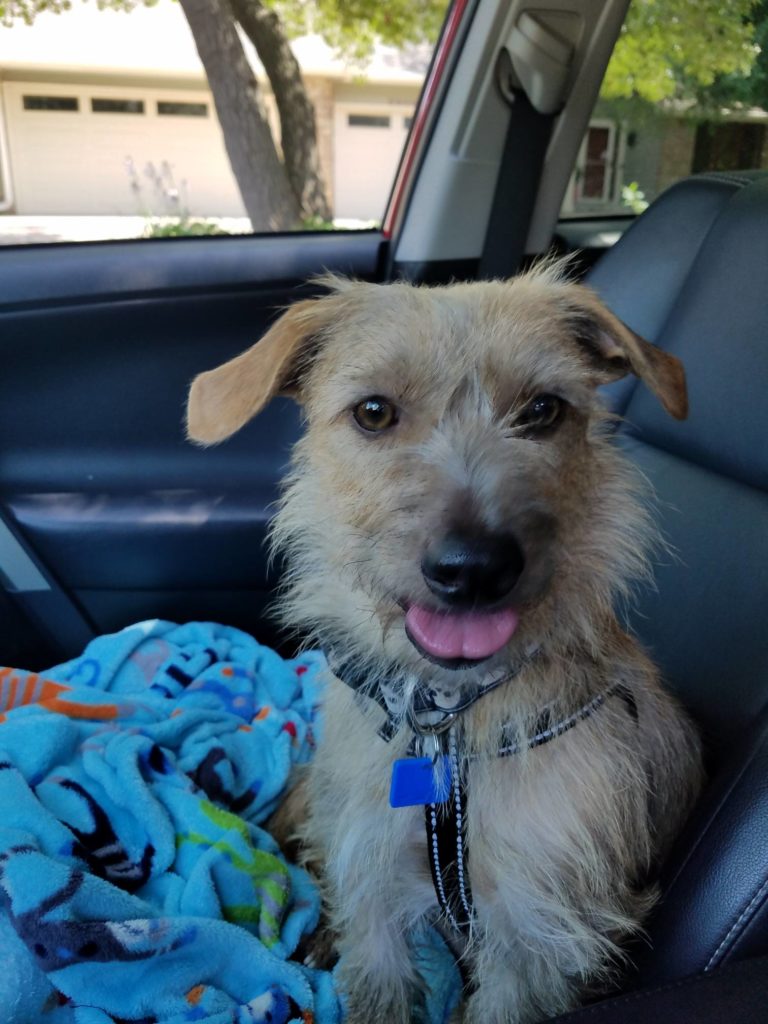 Wire Hair Terrier & Dachshund mix