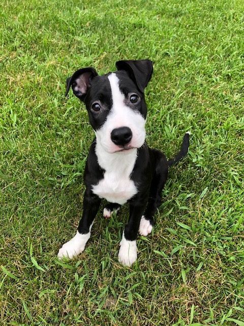 American Bulldog & Labrador Retriever Mix