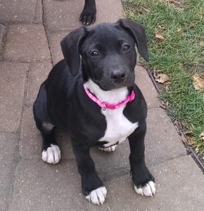 Black Labrador Retriever & Terrier Mix