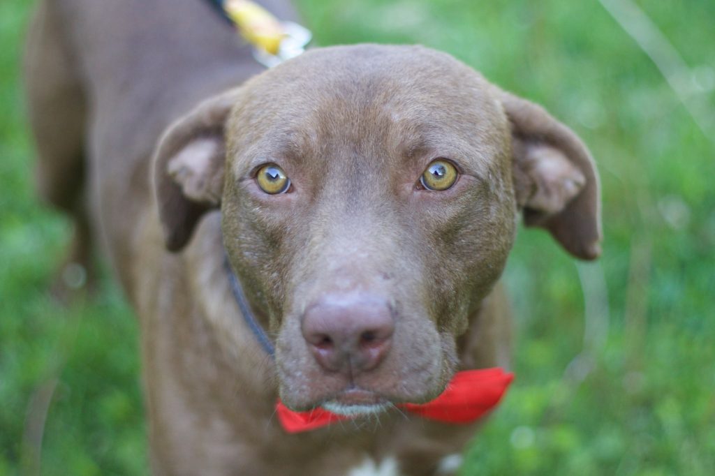 Chocolate Labrador Retriever & Terrier Mix