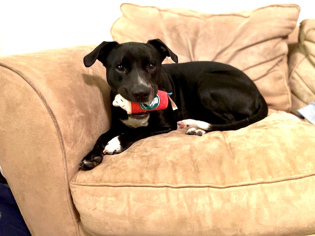 Black Labrador Retriever & American Bulldog Mix