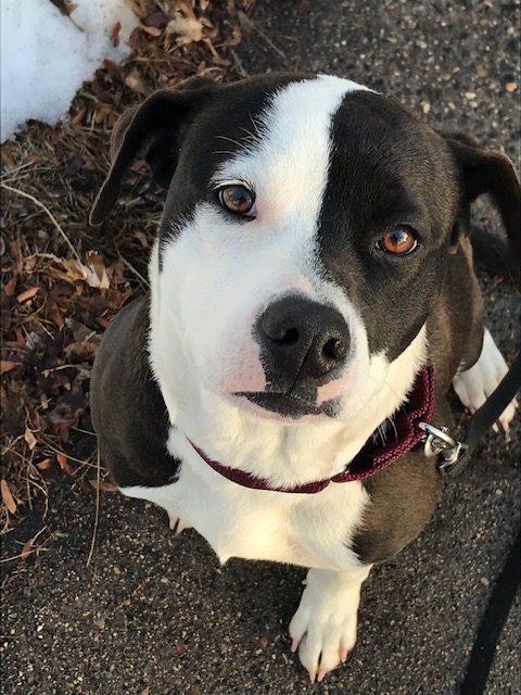 Bulldog & Labrador Retriever Mix