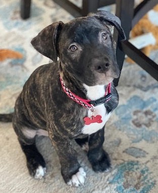 Labrador Retriever & Pit Bull Terrier Mix