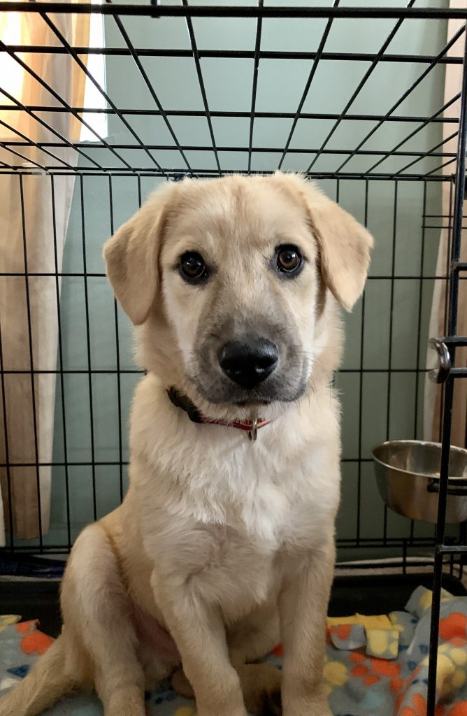 Yellow Labrador Retriever Mix