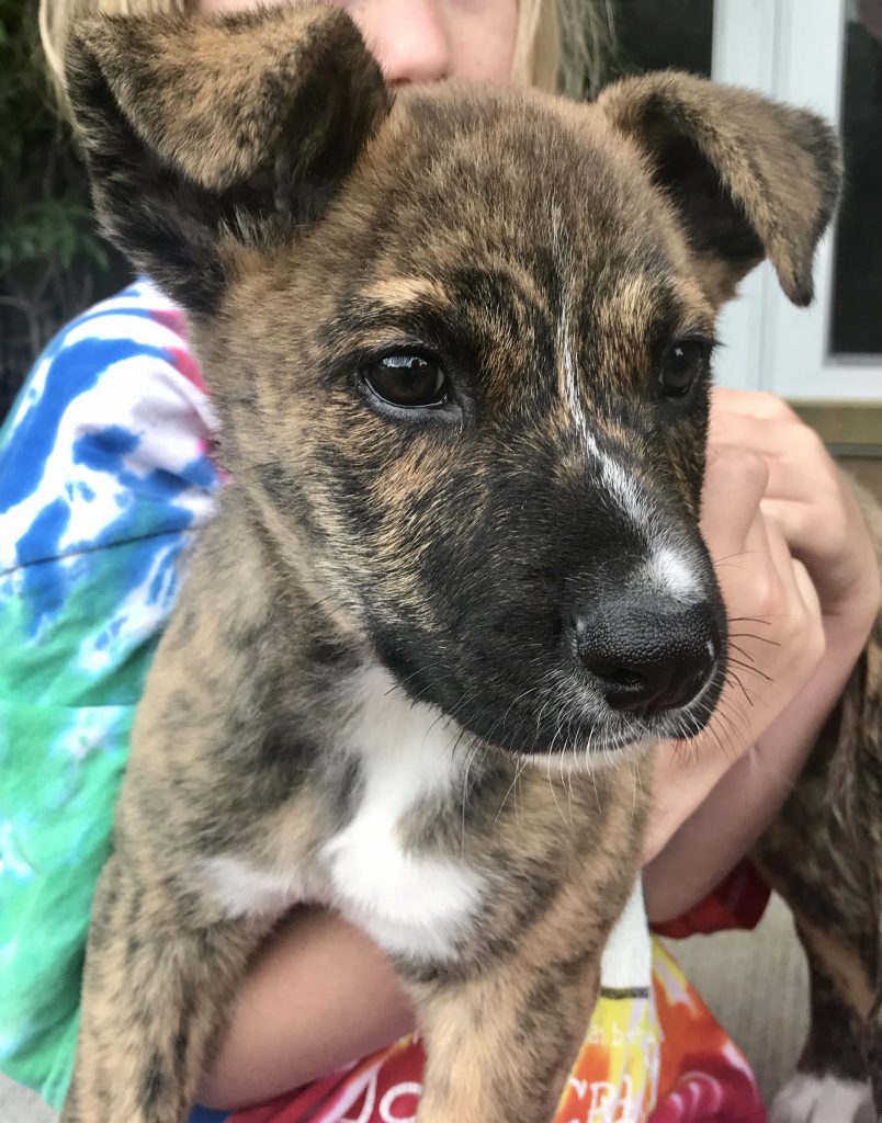 Australian Shepherd Labrador Retriever Mix   IMG 0762 804x1024 