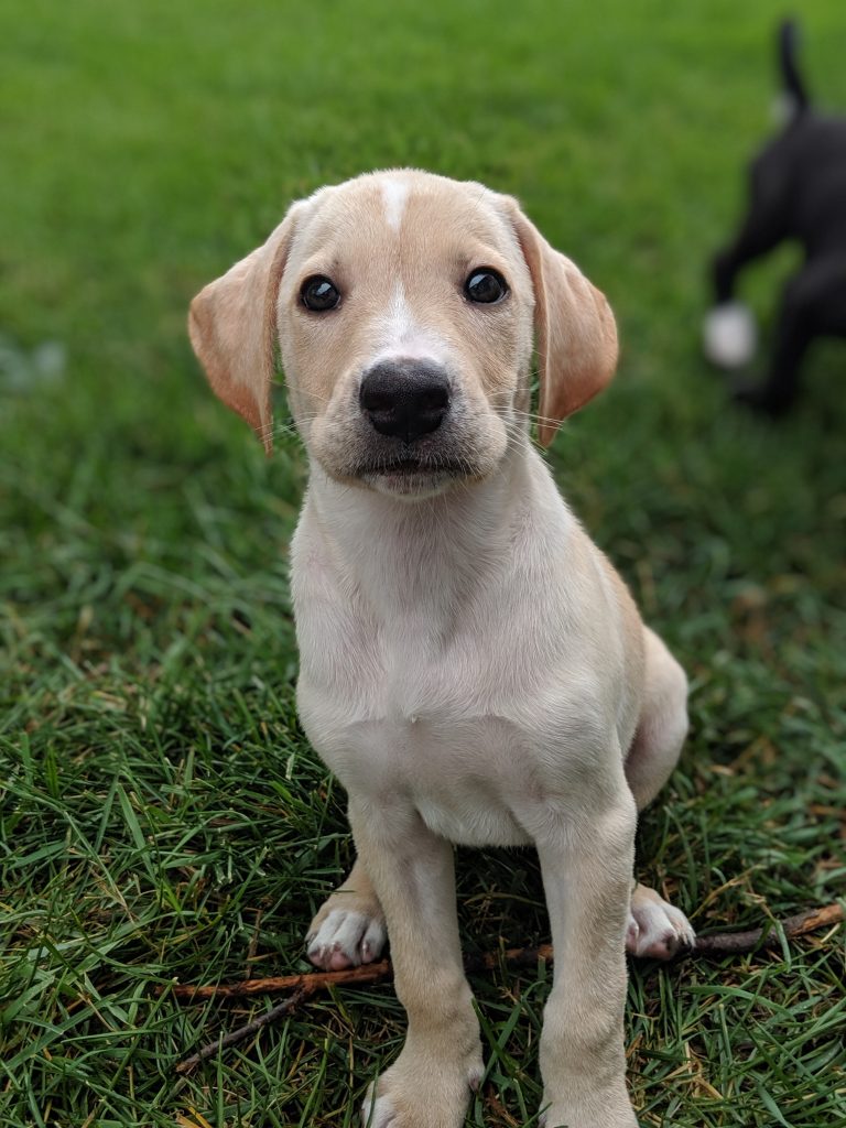 Labrador Retriever & Terrier Mix