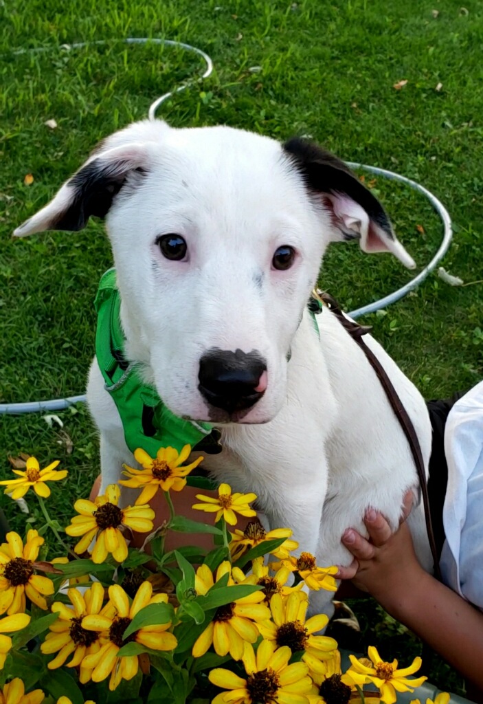 Labrador Retriever & Terrier Mix