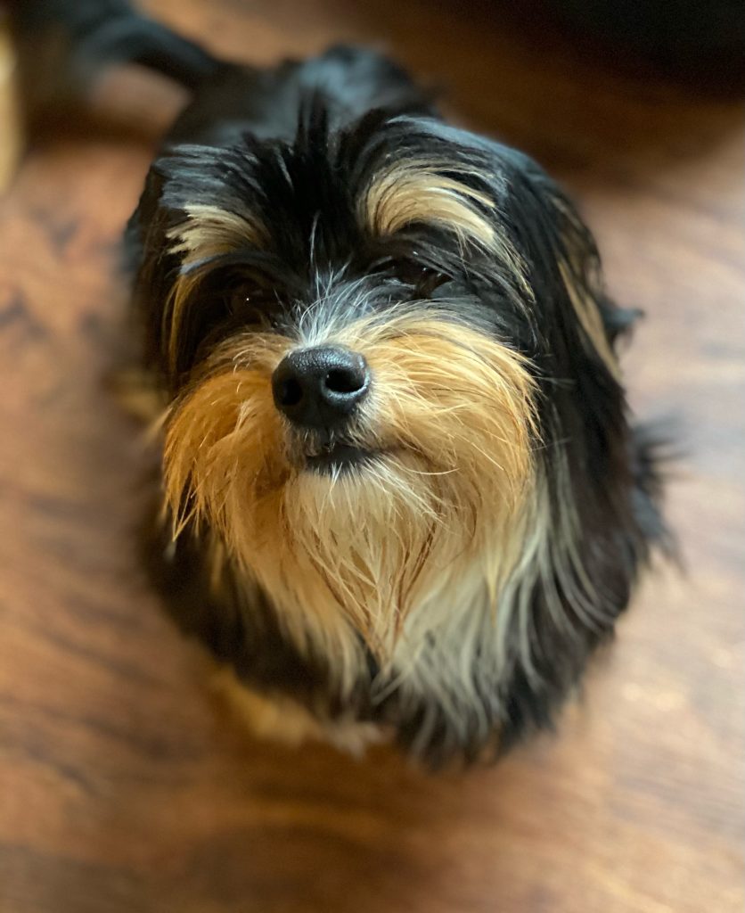 shih-tzu-yorkshire-terrier-mix