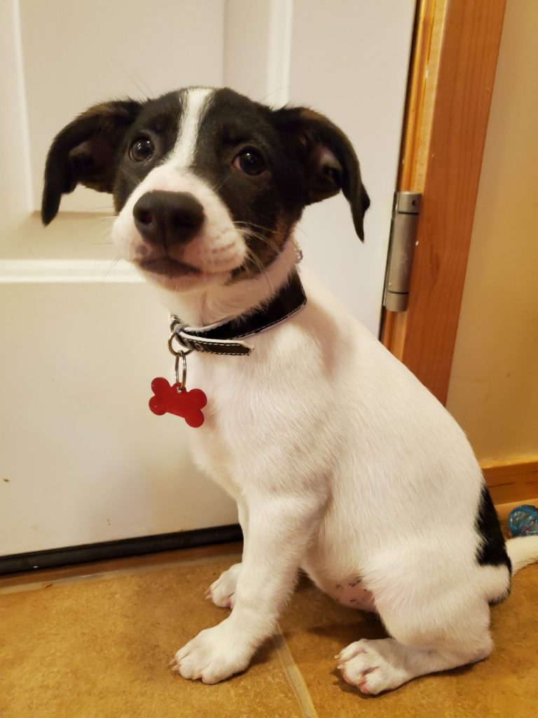 Jack Russell Terrier Mix