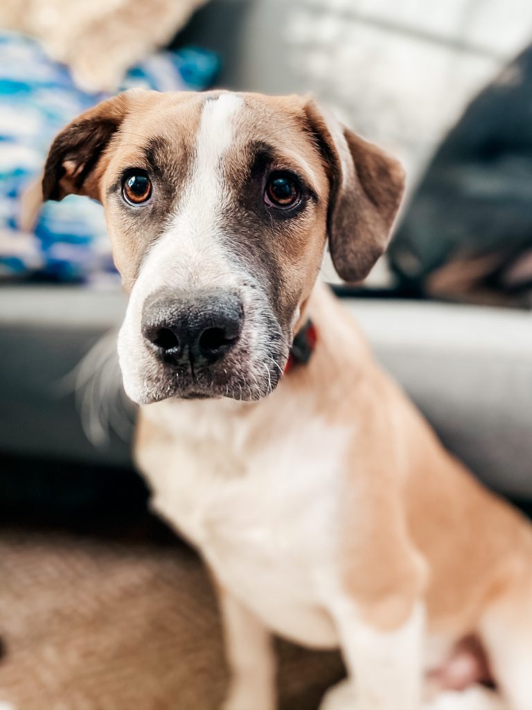 Australian Cattle Dog & Terrier Mix