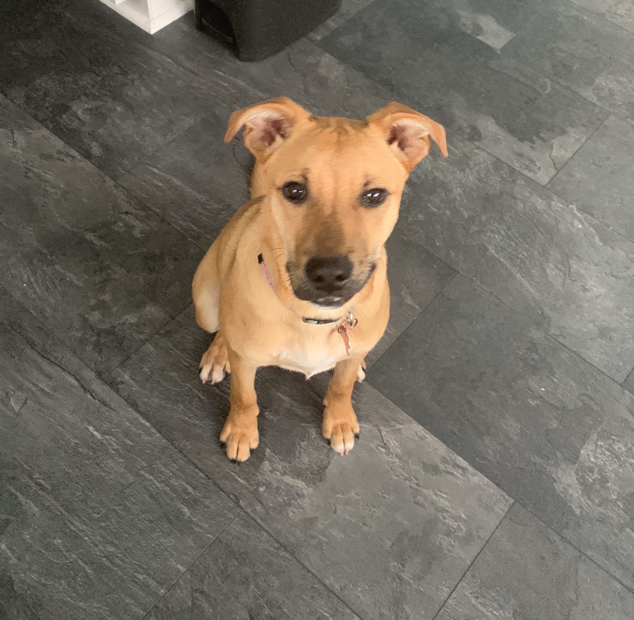 boxer terrier for sale