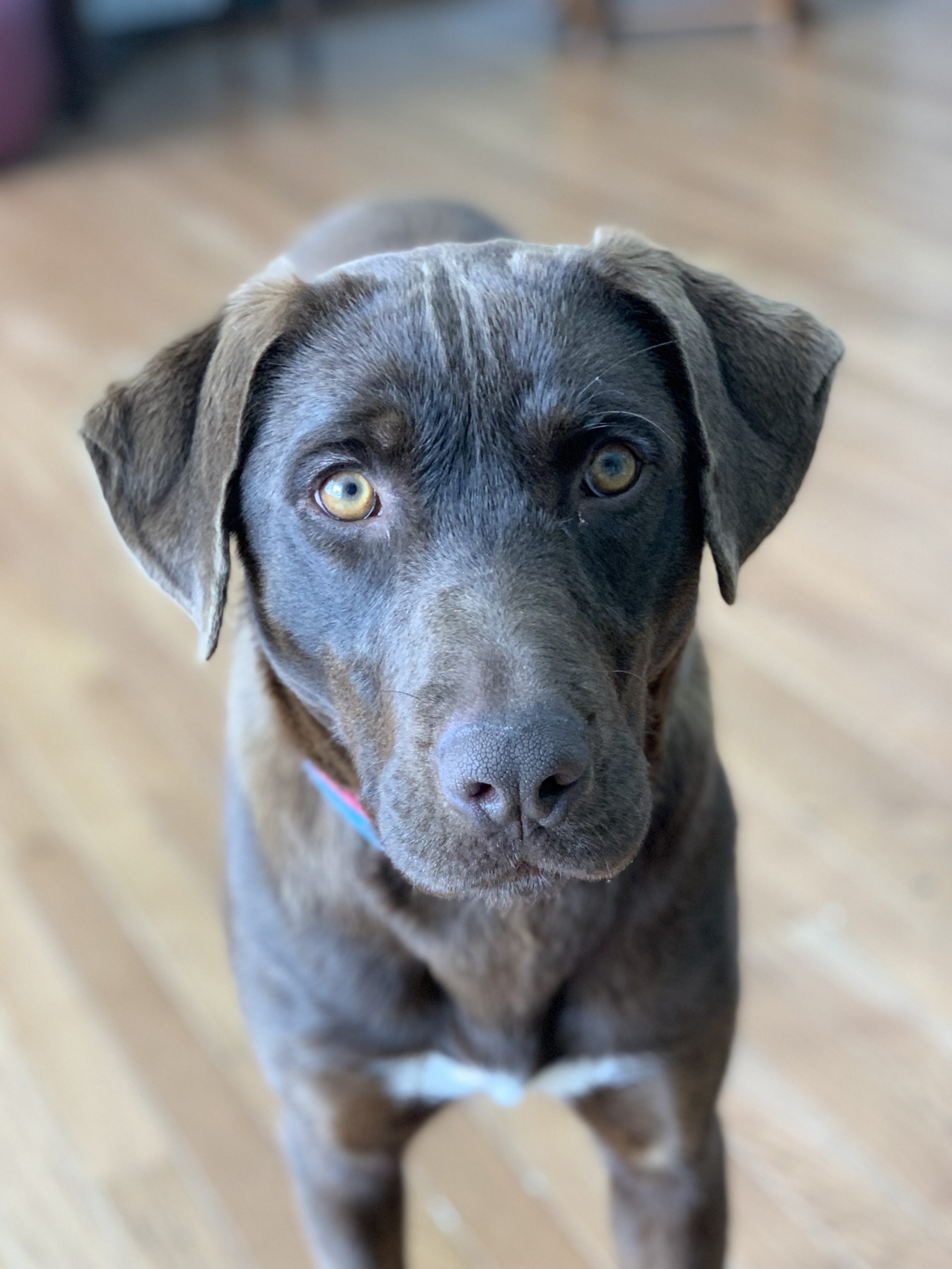 Labrador Retriever & Terrier Mix