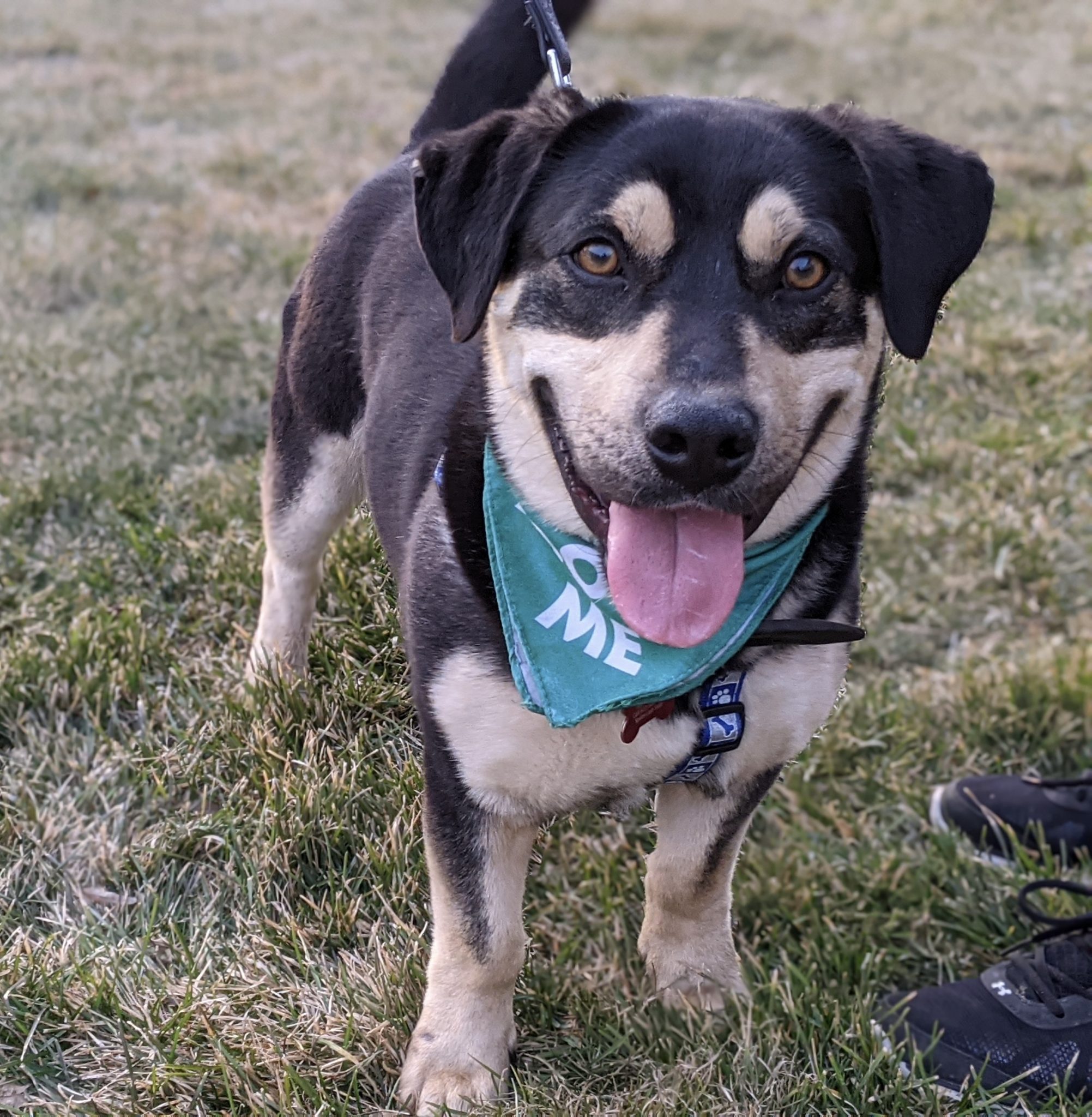 Welsh Corgi Mix – Spots Last Stop