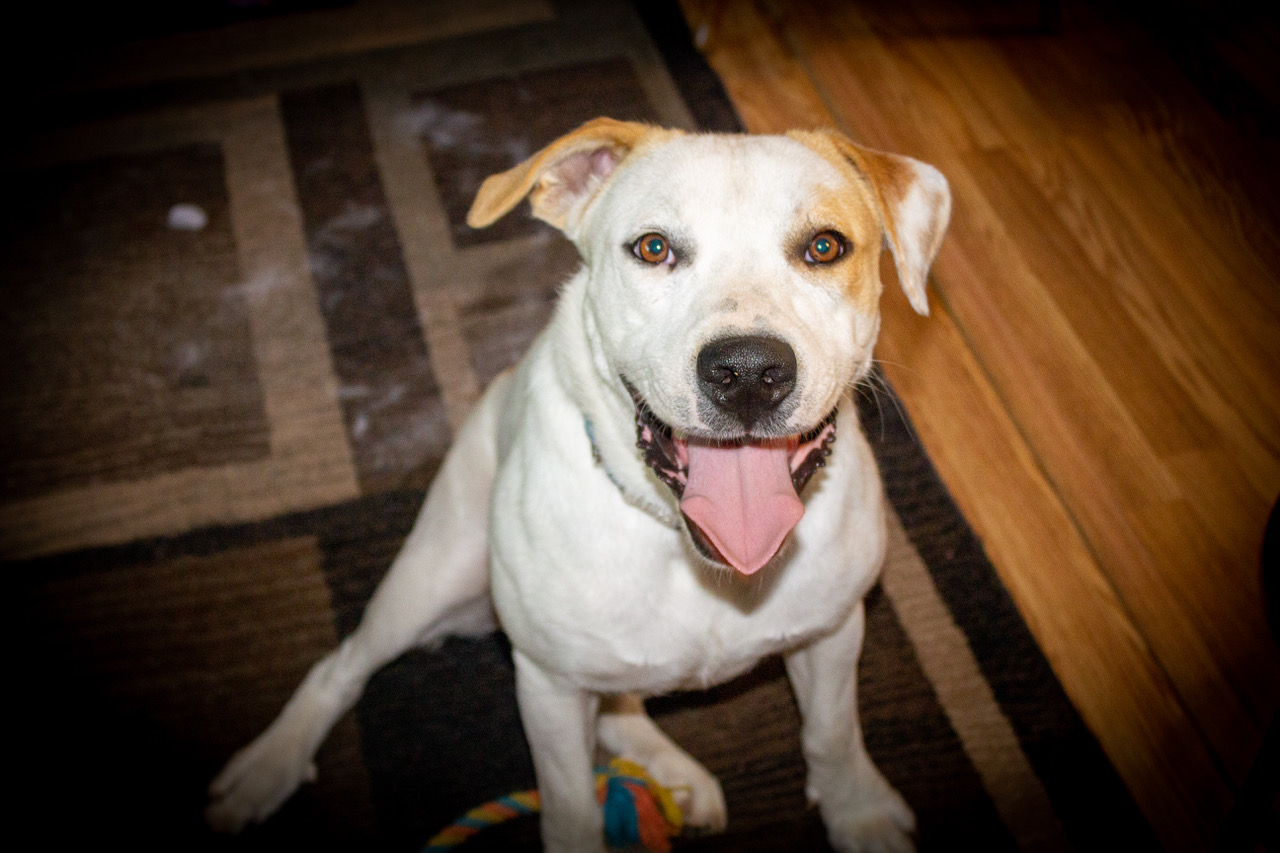 Labrador Retriever & Terrier Mix