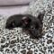 Bitsy