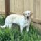 Sadie