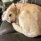 Sadie