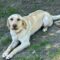 Sadie