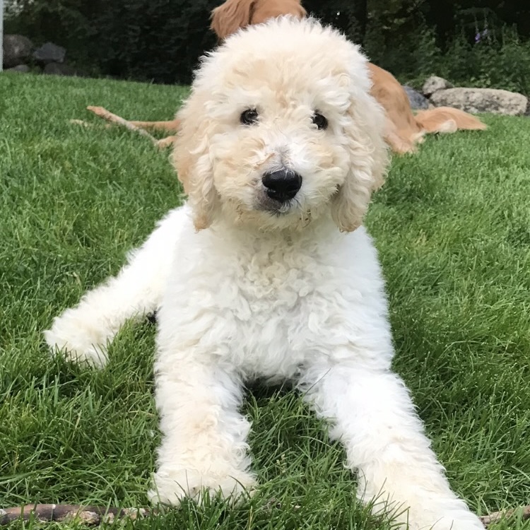 Boomer Spot's Last Stop Canine Rescue