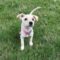 Poppy