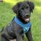 Baloo