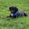 Baloo