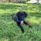 Baloo