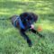 Baloo