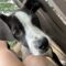Pongo