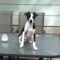 Pongo
