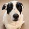 Tank