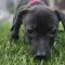 Lennie
