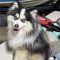 Loki